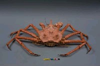 塔型石蟹藏品圖，第4張